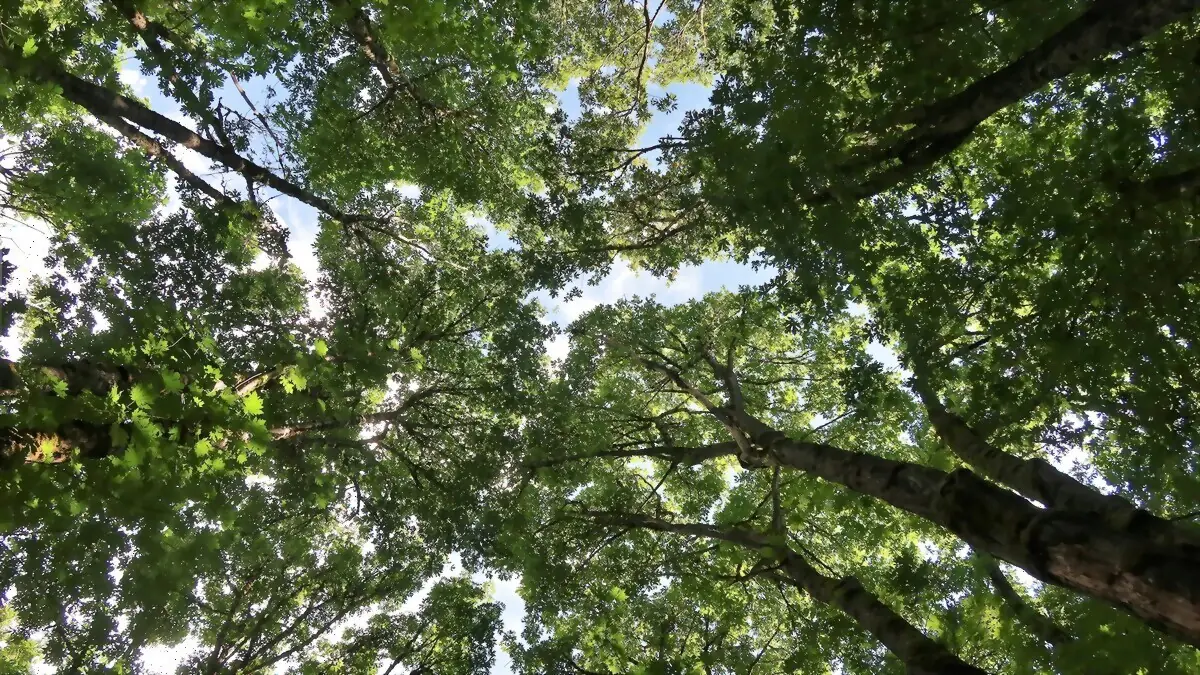 Canopée d’arbres vue de dessous, emplacement typique d’un nid de frelon asiatique en cime d’arbre
